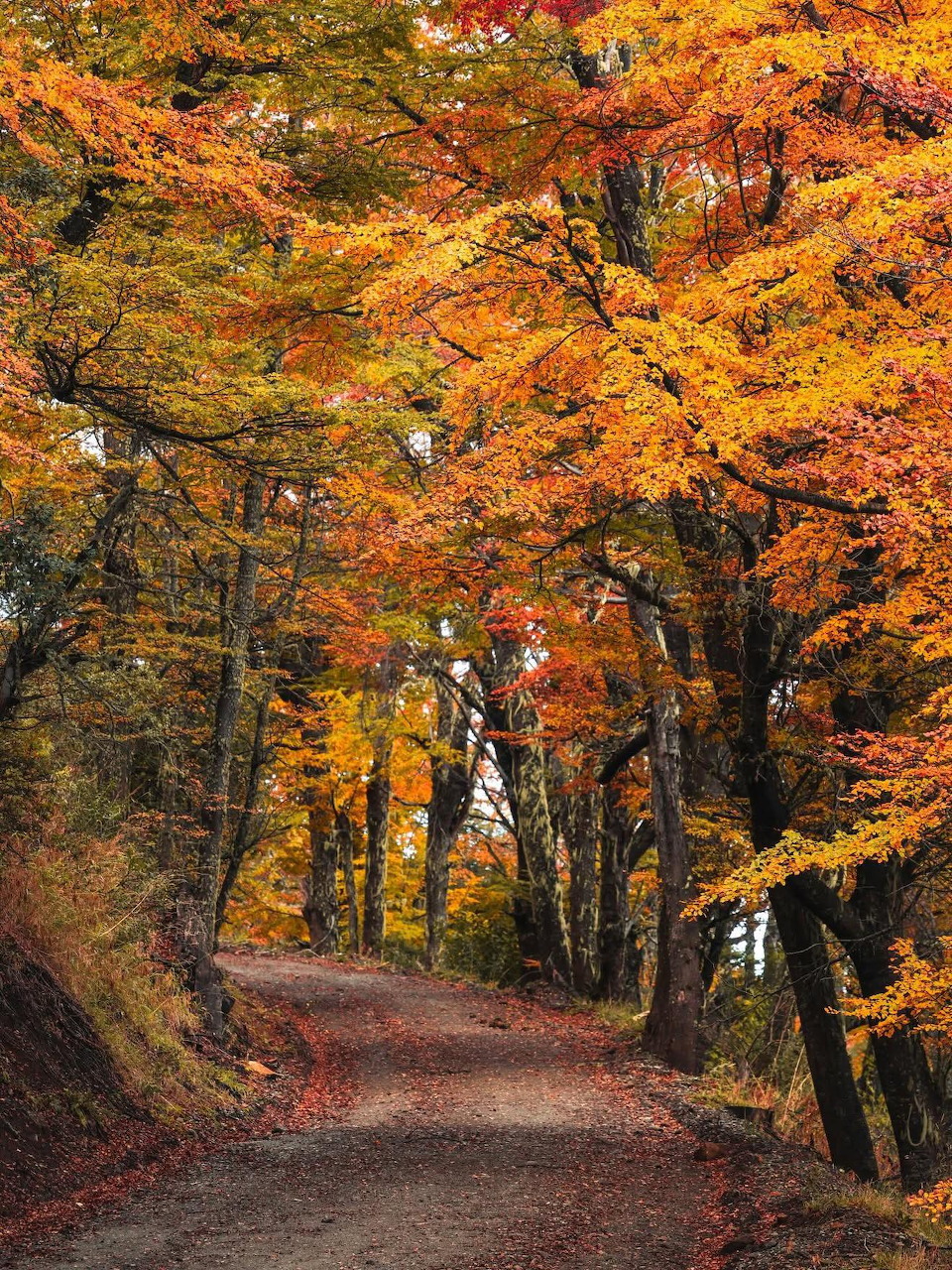 Winding forest path in Bariloche surrounded by vivid orange and gold autumn trees