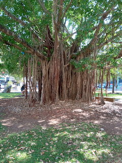 Large tree with hanging roots and dense green canopy in a sunny park