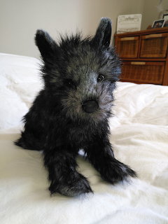 Small black fluffy puppy with scruffy fur sitting on white bed