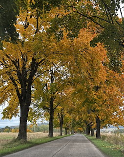 Tree-lined road with golden autumn foliage forming a canopy