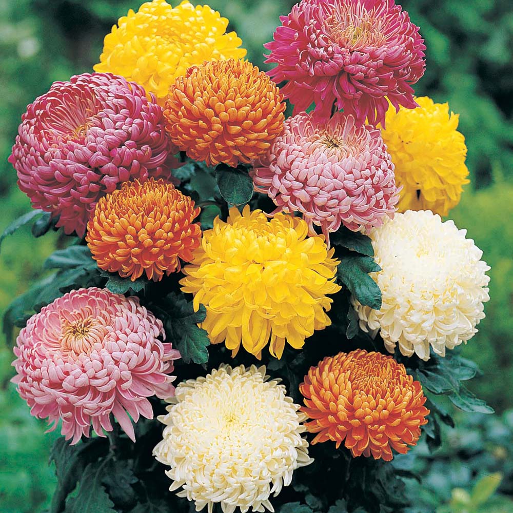 Colorful chrysanthemum flowers in yellow, pink, orange and white against green leaves