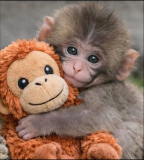 Baby monkey hugging an orange plush stuffed animal toy