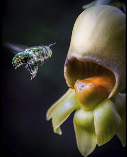 Melipona Bee and Flower