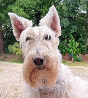 Wheaten Scottish Terrier dog looking at camera in garden