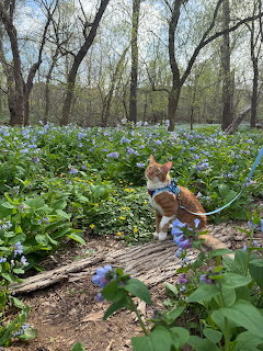 Orange and white cat on log surrounded by purple bluebells in forest