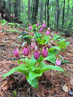 Pink lady slipper orchids bloming on a forest floor covered with pine needles and fallen leaves