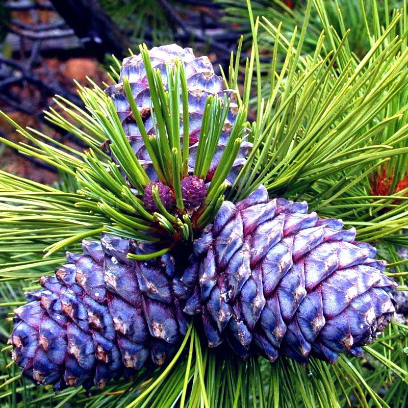 Close-up of purple pine cones surrounded by green pine needles