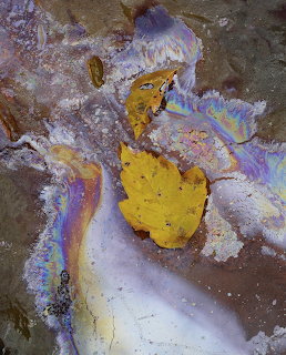 Leaf in Natural Oil Slick