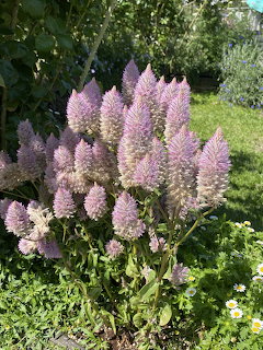 Ptilotus Exaltatus Flowers