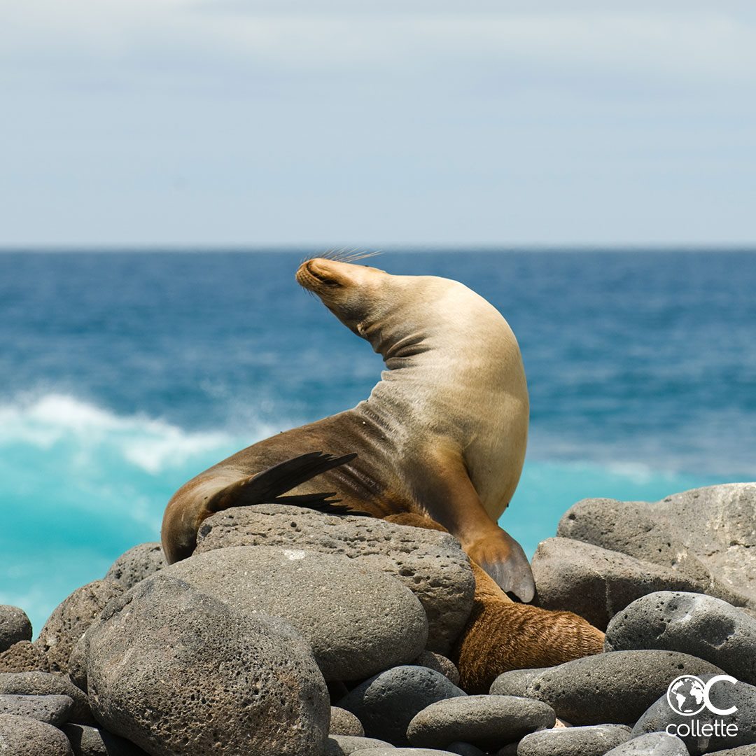 Seal resting on gray rocks beside blue ocean water