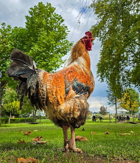 Colorful rooster with orange and black feathers standing on green grass with trees behind
