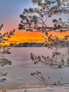 Winter sunset with orange sky over snowy frozen lake through pine branches