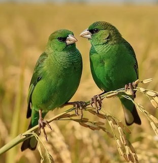 Two green birds perched on grain stalks against a golden blurred background
