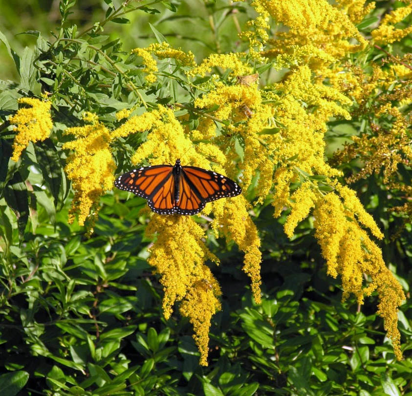 Monarch butterfly perched on yellow goldenrod flowers with green leaves
