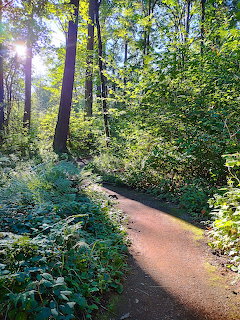 Sunlit dirt path winding through a lush green forest with tall trees and dense undergrowth