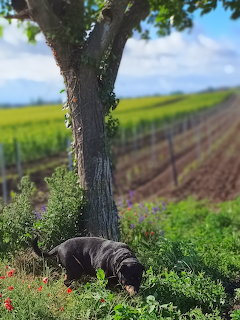 Dog Resting Under Tree