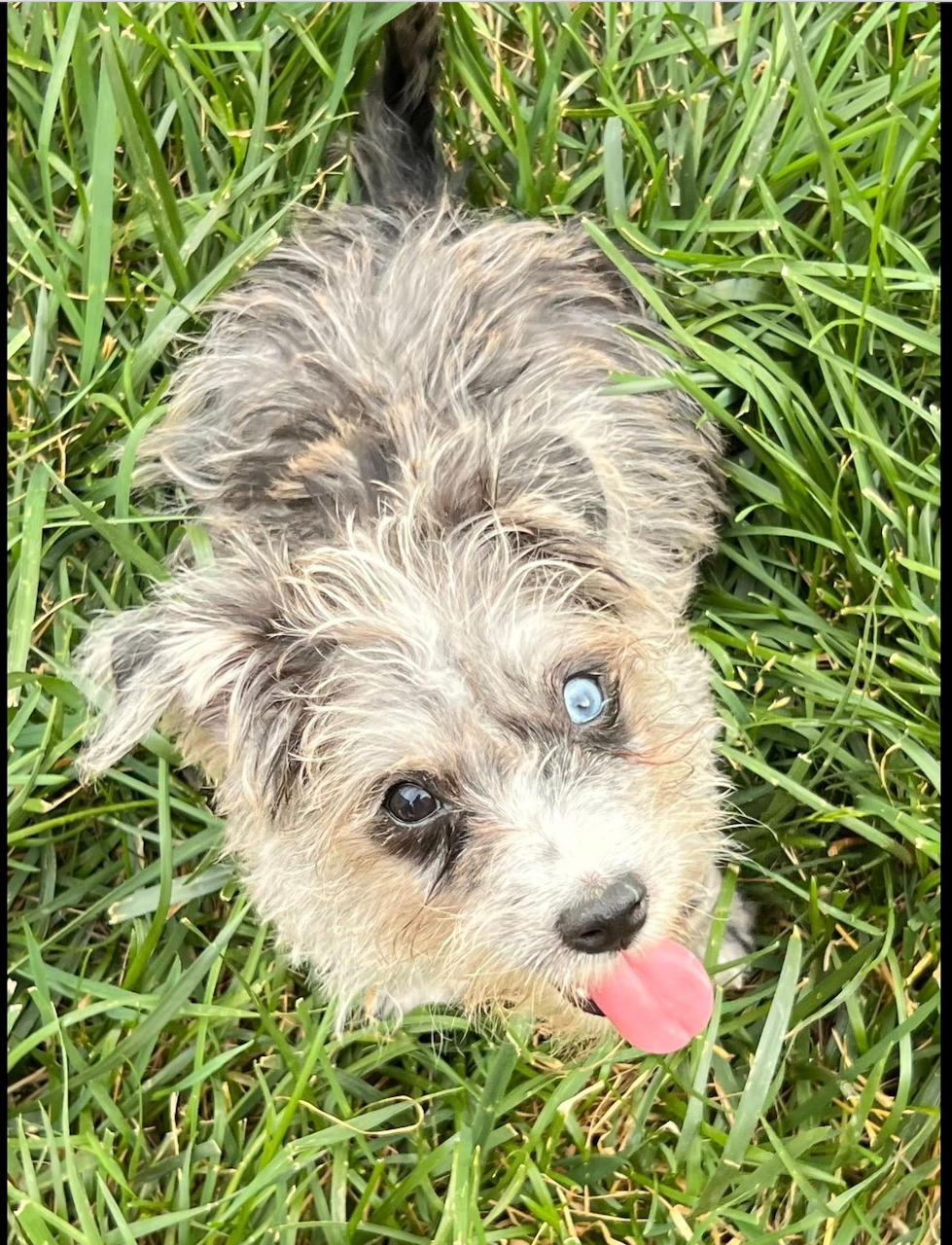 Scruffy gray and white dog with tongue out lying in green grass