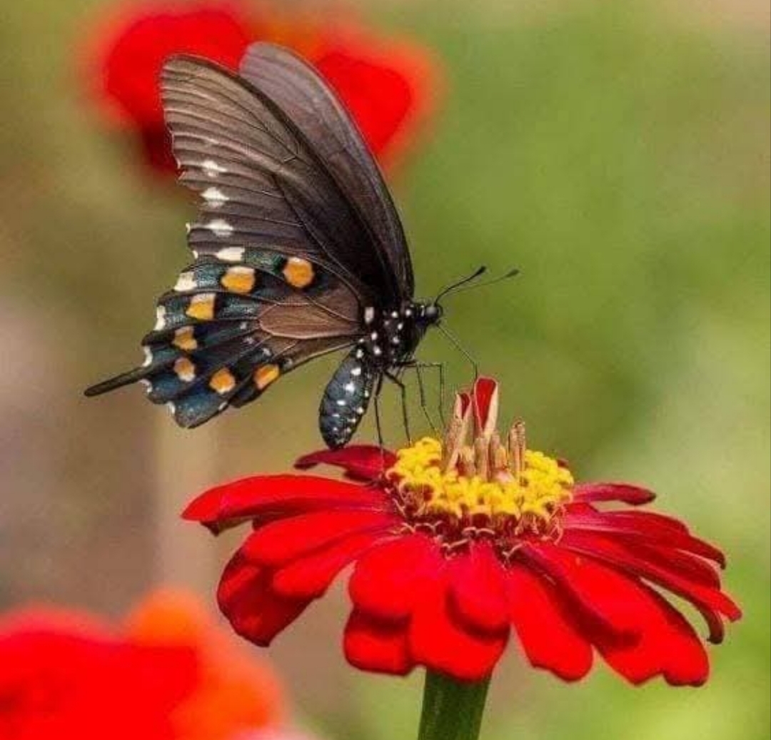 Butterfly on Red Flower
