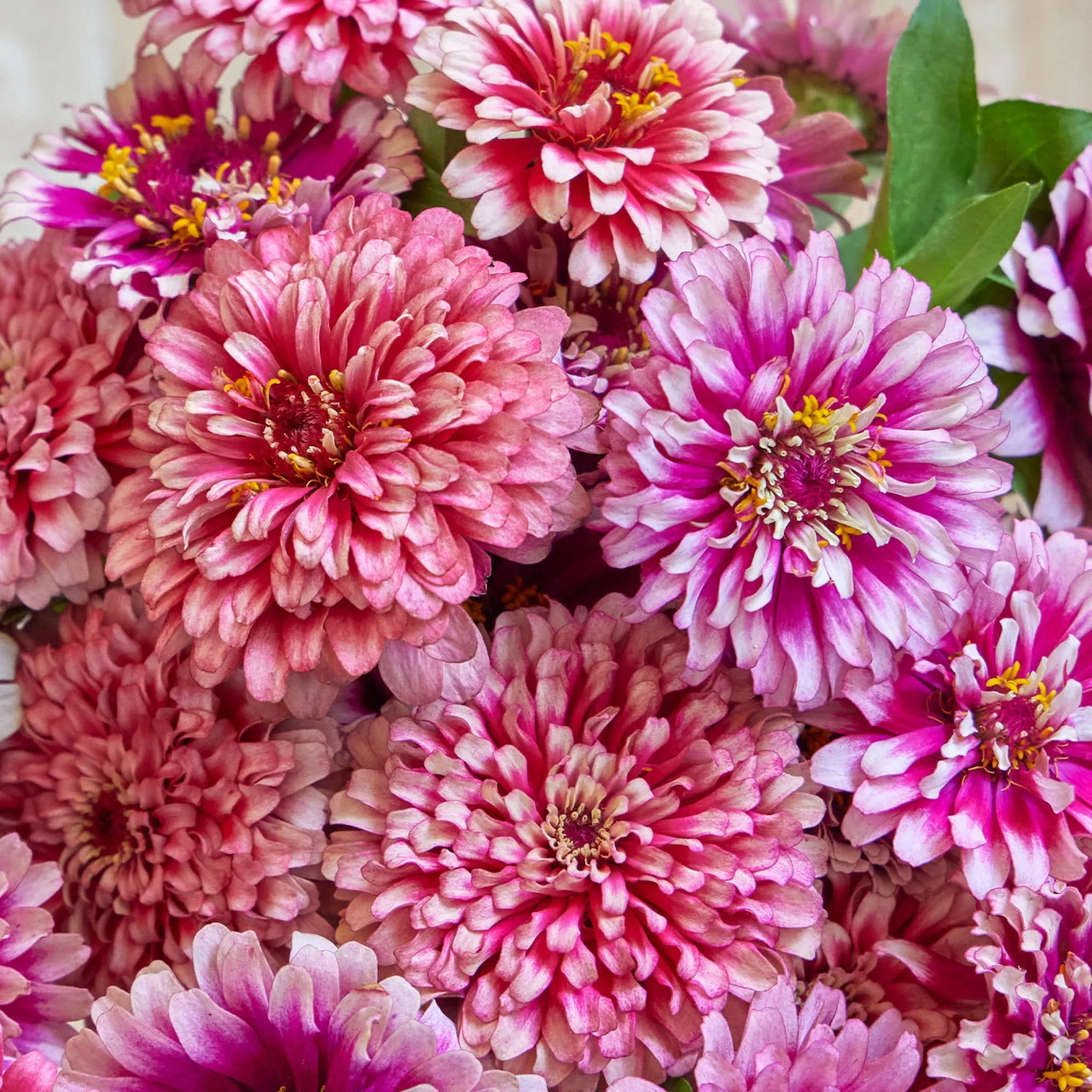 Close-up of pink and magenta zinnia flowers with layered petals and bright yellow centers
