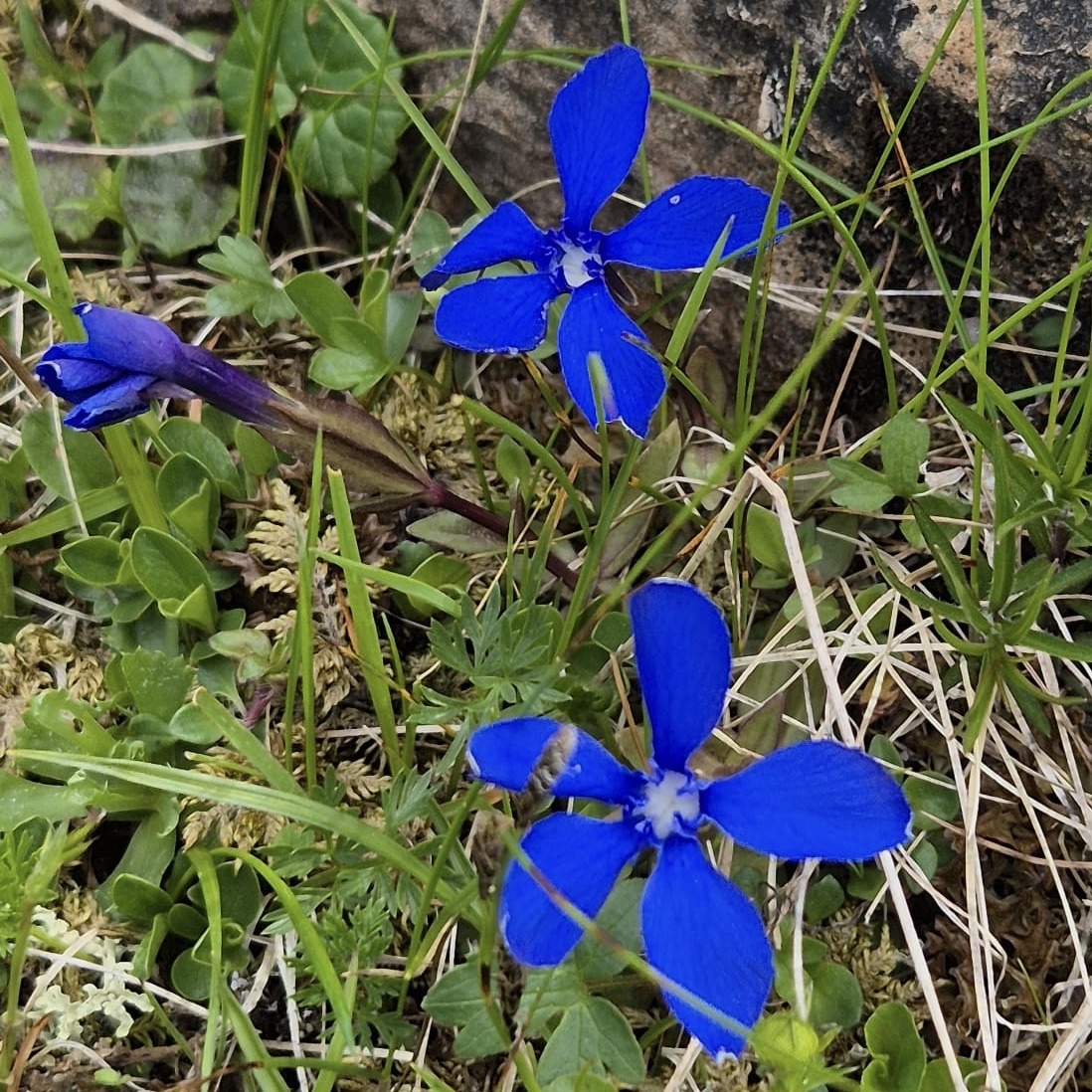 Close-up of bright blue gentian flowers with five petals growing among green leaves and grass