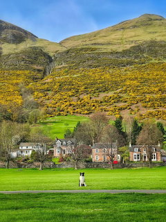 Stone houses below yellow flowering hillside with green field and person walking in Scottish Highlands