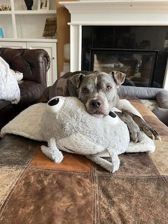 Gray and white dog lying on brown couch with white plush toy in living room