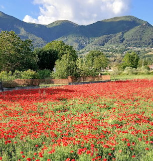 Red poppy field with trees and mountains beneath a blue sky