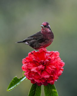 Purple Finch on Flower