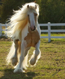 Galloping Gypsy Vanner Horse