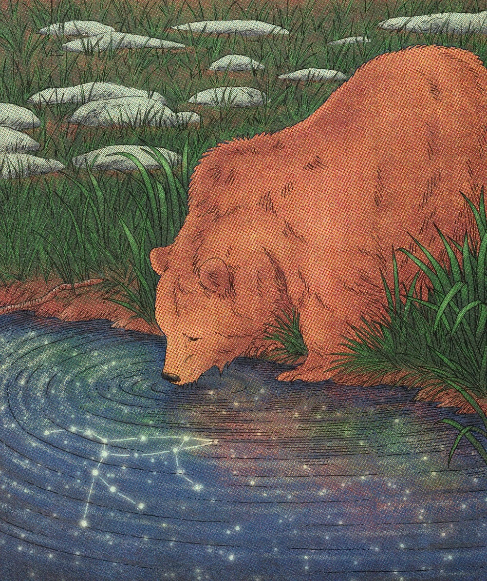 Illustration of a brown bear drinking water from a starlit pond with grass and rocks