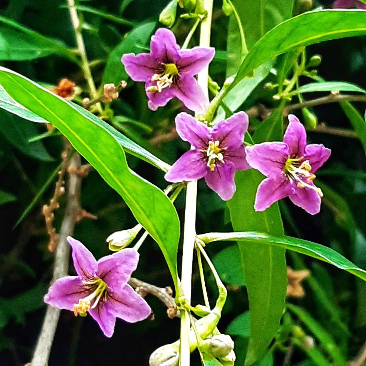 Purple star-shaped goji berry flowers with green leaves on branching stems