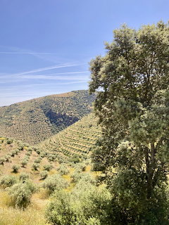 Olive grove on hillside with rows of trees in Portugal countryside under blue sky
