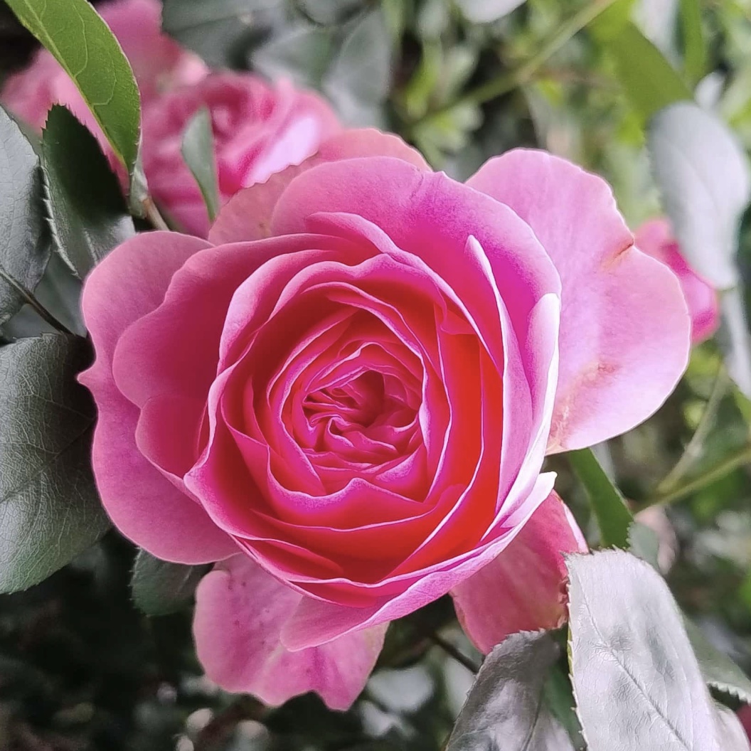Close-up of a pink rose with layered petals surrounded by green leaves