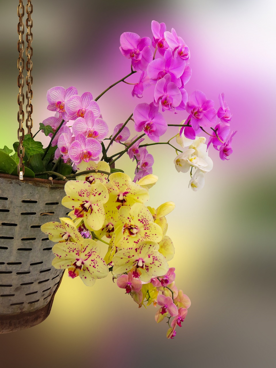 Orchids in Hanging Basket