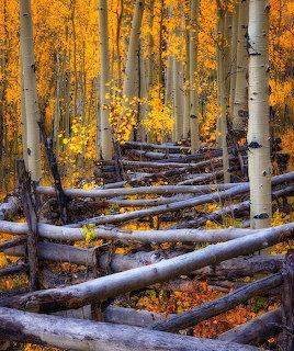Wooden snake rail fence among golden aspen trees with bright yellow autumn foliage