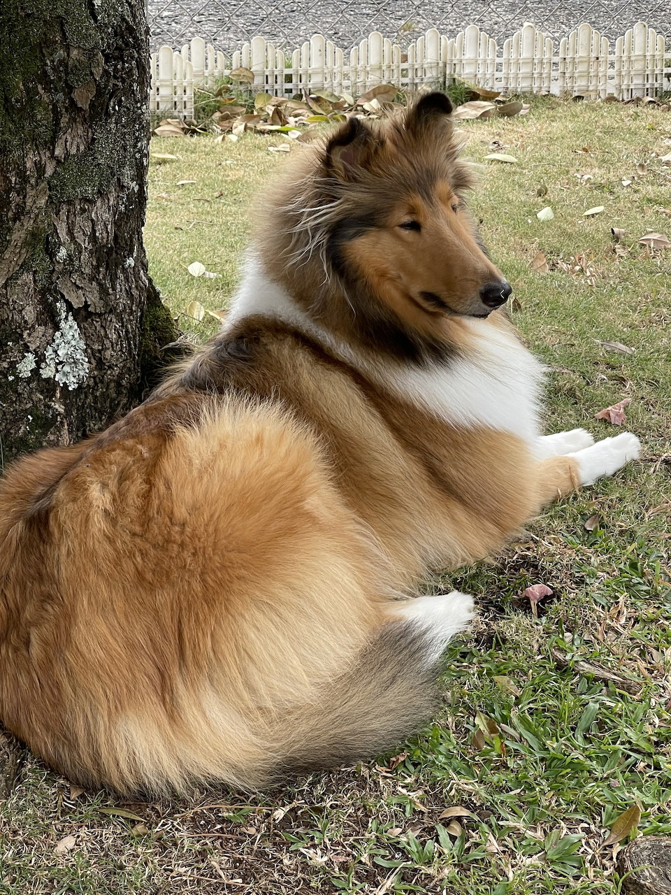 Collie by Tree