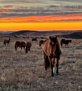 Wild horses on open prairie with a vivid orange sunset sky in the background