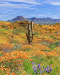 Desert landscape with orange wildflowers, tall saguaro cactus, and purple lupines with mountains in background