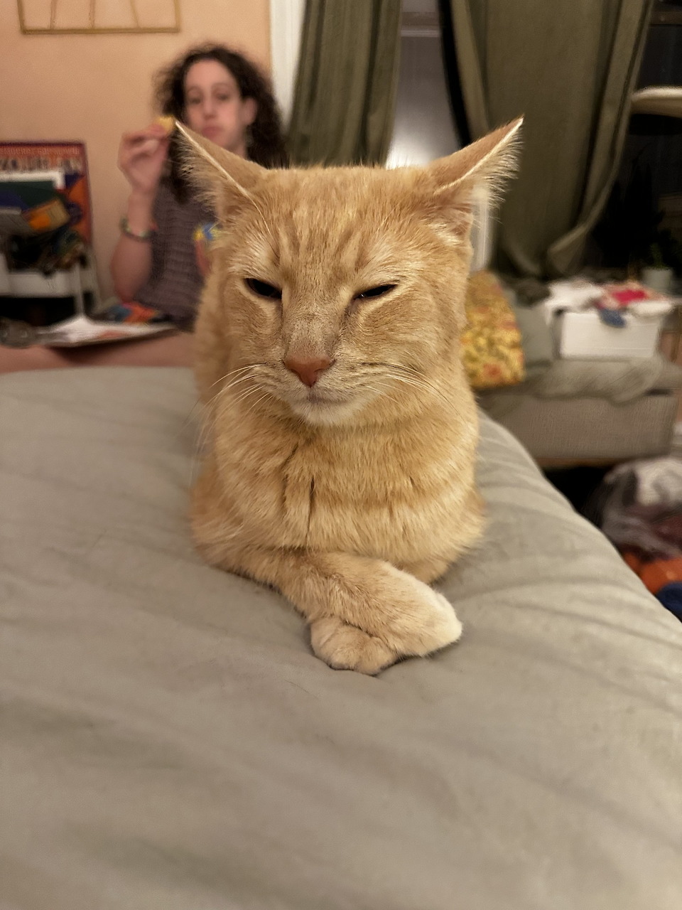 Orange tabby cat resting on bed looking at camera with person in background