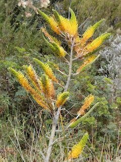 Australian Banksia Flowers
