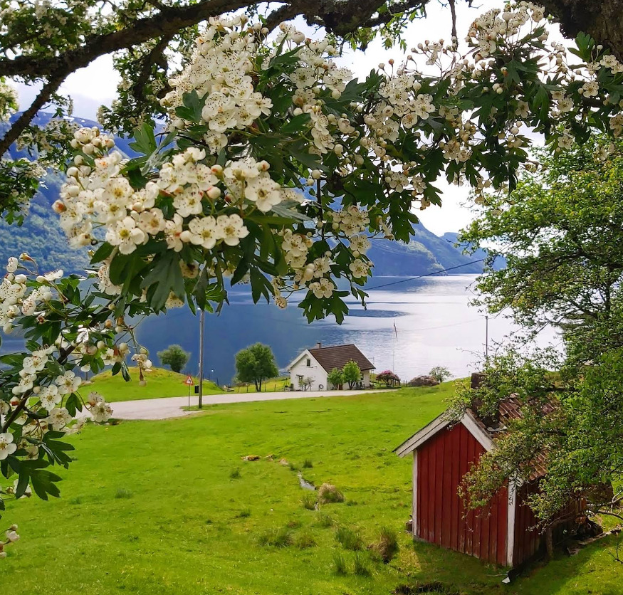 Blossoming branches over a fjord with green meadow, small house, and red shed