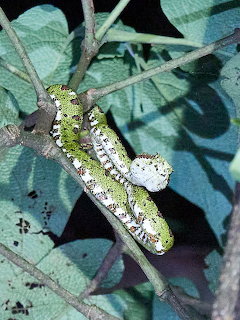 Green eyelash pit viper coiled on branches among leafy foliage