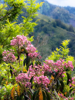 Pink mountain laurel flowers with green foliage against blurred mountain backdrop