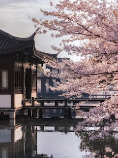 Japanese Pavilion Cherry Blossoms