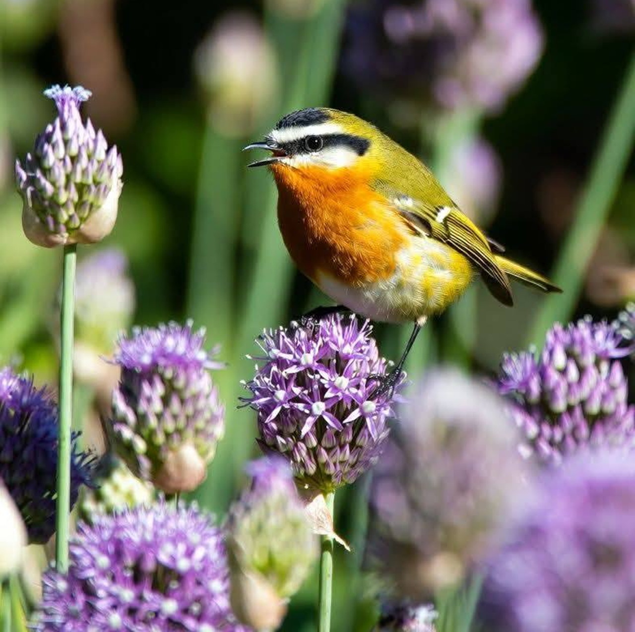 Singing Bird on Purple Flowers