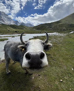 Close-up of a horned cow in a grassy mountain valley beside a stream