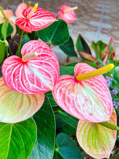 Pink Anthurium Flowers