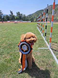 Poodle with Award Rosette