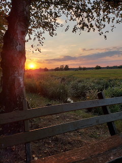Sunset view through tree branches over meadow with wooden bench in foreground