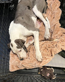 Grey and white dog sleeping on a brown blanket inside a wire crate with a small toy